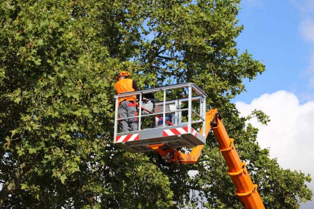 Lot clearing service Charlotte NC