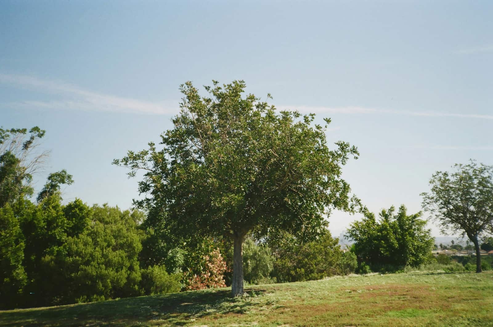 Stump grinding service Charlotte NC