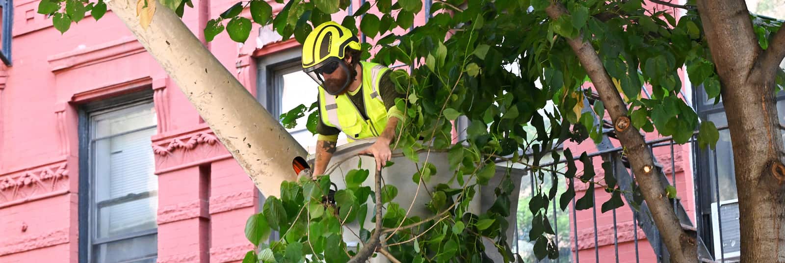 Tree health assessment Charlotte NC